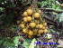  (Orania - CH_1228)  @11 [ ] CreativeCommons - Attribution Non-Commercial Share-Alike (2013) Charlie Heatubun UNIPA, Manokwari, Papua