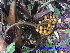  ( - CH_1228)  @11 [ ] CreativeCommons - Attribution Non-Commercial Share-Alike (2013) Charlie Heatubun UNIPA, Manokwari, Papua