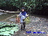  (Pinanga rumphiana - CH_1229)  @11 [ ] CreativeCommons - Attribution Non-Commercial Share-Alike (2013) Charlie Heatubun UNIPA, Manokwari, Papua