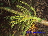  ( - CH_1229)  @11 [ ] CreativeCommons - Attribution Non-Commercial Share-Alike (2013) Charlie Heatubun UNIPA, Manokwari, Papua