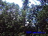  (Daemonorops - CH_1233)  @11 [ ] CreativeCommons - Attribution Non-Commercial Share-Alike (2013) Charlie Heatubun UNIPA, Manokwari, Papua