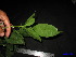  ( - XM_0101)  @11 [ ] CreativeCommons - Attribution Non-Commercial Share-Alike (2011) Cam Webb, Endro Setiawan & Hery Yanto Unspecified