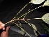  ( - XM_0104)  @11 [ ] CreativeCommons - Attribution Non-Commercial Share-Alike (2011) Cam Webb, Endro Setiawan & Hery Yanto Unspecified