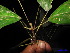  ( - XM_0104)  @11 [ ] CreativeCommons - Attribution Non-Commercial Share-Alike (2011) Cam Webb, Endro Setiawan & Hery Yanto Unspecified