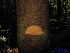  ( - XM_0010)  @11 [ ] CreativeCommons - Attribution Non-Commercial Share-Alike (2011) Cam Webb, Endro Setiawan & Hery Yanto Unspecified