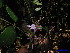  ( - XM_0010)  @11 [ ] CreativeCommons - Attribution Non-Commercial Share-Alike (2011) Cam Webb, Endro Setiawan & Hery Yanto Unspecified
