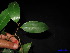  ( - XM_0111)  @11 [ ] CreativeCommons - Attribution Non-Commercial Share-Alike (2011) Cam Webb, Endro Setiawan & Hery Yanto Unspecified