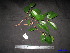  ( - XM_0120)  @11 [ ] CreativeCommons - Attribution Non-Commercial Share-Alike (2011) Cam Webb, Endro Setiawan & Hery Yanto Unspecified