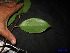  ( - XM_0120)  @11 [ ] CreativeCommons - Attribution Non-Commercial Share-Alike (2011) Cam Webb, Endro Setiawan & Hery Yanto Unspecified