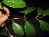  ( - XM_0120)  @11 [ ] CreativeCommons - Attribution Non-Commercial Share-Alike (2011) Cam Webb, Endro Setiawan & Hery Yanto Unspecified