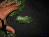  ( - XM_0122)  @11 [ ] CreativeCommons - Attribution Non-Commercial Share-Alike (2011) Cam Webb, Endro Setiawan & Hery Yanto Unspecified