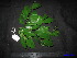  ( - XM_0148)  @11 [ ] CreativeCommons - Attribution Non-Commercial Share-Alike (2011) Cam Webb, Endro Setiawan & Hery Yanto Unspecified