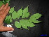  ( - XM_0148)  @11 [ ] CreativeCommons - Attribution Non-Commercial Share-Alike (2011) Cam Webb, Endro Setiawan & Hery Yanto Unspecified
