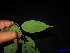  ( - XM_0148)  @11 [ ] CreativeCommons - Attribution Non-Commercial Share-Alike (2011) Cam Webb, Endro Setiawan & Hery Yanto Unspecified