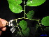  ( - XM_0148)  @11 [ ] CreativeCommons - Attribution Non-Commercial Share-Alike (2011) Cam Webb, Endro Setiawan & Hery Yanto Unspecified