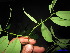  ( - XM_0148)  @11 [ ] CreativeCommons - Attribution Non-Commercial Share-Alike (2011) Cam Webb, Endro Setiawan & Hery Yanto Unspecified