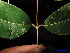  (Garcinia penangiana - XM_0149)  @11 [ ] CreativeCommons - Attribution Non-Commercial Share-Alike (2011) Cam Webb, Endro Setiawan & Hery Yanto Unspecified
