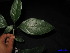  (Teijsmanniodendron novoguineense - XM_0151)  @11 [ ] CreativeCommons - Attribution Non-Commercial Share-Alike (2011) Cam Webb, Endro Setiawan & Hery Yanto Unspecified