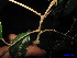  ( - XM_0153)  @11 [ ] CreativeCommons - Attribution Non-Commercial Share-Alike (2011) Cam Webb, Endro Setiawan & Hery Yanto Unspecified