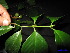  ( - XM_0160)  @11 [ ] CreativeCommons - Attribution Non-Commercial Share-Alike (2011) Cam Webb, Endro Setiawan & Hery Yanto Unspecified