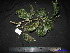  ( - XM_0166)  @11 [ ] CreativeCommons - Attribution Non-Commercial Share-Alike (2011) Cam Webb, Endro Setiawan & Hery Yanto Unspecified