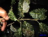  ( - XM_0166)  @11 [ ] CreativeCommons - Attribution Non-Commercial Share-Alike (2011) Cam Webb, Endro Setiawan & Hery Yanto Unspecified