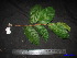  ( - XM_0170)  @11 [ ] CreativeCommons - Attribution Non-Commercial Share-Alike (2011) Cam Webb, Endro Setiawan & Hery Yanto Unspecified