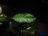  ( - XM_0171)  @11 [ ] CreativeCommons - Attribution Non-Commercial Share-Alike (2011) Cam Webb, Endro Setiawan & Hery Yanto Unspecified