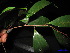  ( - XM_0174)  @11 [ ] CreativeCommons - Attribution Non-Commercial Share-Alike (2011) Cam Webb, Endro Setiawan & Hery Yanto Unspecified