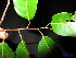  ( - XM_0180)  @11 [ ] CreativeCommons - Attribution Non-Commercial Share-Alike (2011) Cam Webb, Endro Setiawan & Hery Yanto Unspecified