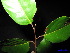  ( - XM_0180)  @11 [ ] CreativeCommons - Attribution Non-Commercial Share-Alike (2011) Cam Webb, Endro Setiawan & Hery Yanto Unspecified