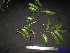  (Dacryodes macrocarpa - XM_0182)  @11 [ ] CreativeCommons - Attribution Non-Commercial Share-Alike (2011) Cam Webb, Endro Setiawan & Hery Yanto Unspecified