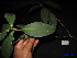  (Gordonia marginata - XM_0195)  @11 [ ] CreativeCommons - Attribution Non-Commercial Share-Alike (2011) Cam Webb, Endro Setiawan & Hery Yanto Unspecified