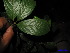  ( - XM_0205)  @11 [ ] CreativeCommons - Attribution Non-Commercial Share-Alike (2011) Cam Webb, Endro Setiawan & Hery Yanto Unspecified
