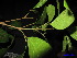  (Teijsmanniodendron coriaceum - XM_0205)  @11 [ ] CreativeCommons - Attribution Non-Commercial Share-Alike (2011) Cam Webb, Endro Setiawan & Hery Yanto Unspecified
