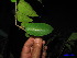  ( - XM_0211)  @11 [ ] CreativeCommons - Attribution Non-Commercial Share-Alike (2011) Cam Webb, Endro Setiawan & Hery Yanto Unspecified
