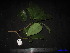 (Baccaurea angulata - XM_0212)  @11 [ ] CreativeCommons - Attribution Non-Commercial Share-Alike (2011) Cam Webb, Endro Setiawan & Hery Yanto Unspecified