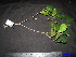 ( - XM_0223)  @11 [ ] CreativeCommons - Attribution Non-Commercial Share-Alike (2011) Cam Webb, Endro Setiawan & Hery Yanto Unspecified
