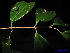  (Syzygium alcinea - XM_0226)  @11 [ ] CreativeCommons - Attribution Non-Commercial Share-Alike (2011) Cam Webb, Endro Setiawan & Hery Yanto Unspecified