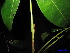  (Mischocarpus sundaicus - XM_0231)  @12 [ ] CreativeCommons - Attribution Non-Commercial Share-Alike (2011) Cam Webb, Endro Setiawan & Hery Yanto Unspecified