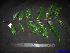  ( - XM_0237)  @11 [ ] CreativeCommons - Attribution Non-Commercial Share-Alike (2011) Cam Webb, Endro Setiawan & Hery Yanto Unspecified