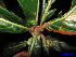  ( - XM_0240)  @11 [ ] CreativeCommons - Attribution Non-Commercial Share-Alike (2011) Cam Webb, Endro Setiawan & Hery Yanto Unspecified