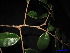  ( - XM_0242)  @11 [ ] CreativeCommons - Attribution Non-Commercial Share-Alike (2011) Cam Webb, Endro Setiawan & Hery Yanto Unspecified