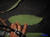  ( - XM_0246)  @11 [ ] CreativeCommons - Attribution Non-Commercial Share-Alike (2011) Cam Webb, Endro Setiawan & Hery Yanto Unspecified