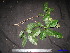  (Pimelodendron griffithianum - XM_0255)  @11 [ ] CreativeCommons - Attribution Non-Commercial Share-Alike (2011) Cam Webb, Endro Setiawan & Hery Yanto Unspecified