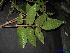  (Dacryodes rugosa - XM_0273)  @11 [ ] CreativeCommons - Attribution Non-Commercial Share-Alike (2011) Cam Webb, Endro Setiawan & Hery Yanto Unspecified