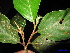  (Dipterocarpus tempehes - XM_0027)  @11 [ ] CreativeCommons - Attribution Non-Commercial Share-Alike (2011) Cam Webb, Endro Setiawan & Hery Yanto Unspecified