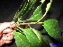  ( - XM_0285)  @11 [ ] CreativeCommons - Attribution Non-Commercial Share-Alike (2011) Cam Webb, Endro Setiawan & Hery Yanto Unspecified