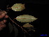  ( - XM_0028)  @11 [ ] CreativeCommons - Attribution Non-Commercial Share-Alike (2011) Cam Webb, Endro Setiawan & Hery Yanto Unspecified