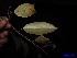  ( - XM_0028)  @11 [ ] CreativeCommons - Attribution Non-Commercial Share-Alike (2011) Cam Webb, Endro Setiawan & Hery Yanto Unspecified